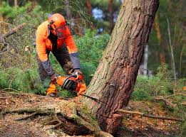 Best Hazardous Tree Removal  in Cape May Court House, NJ